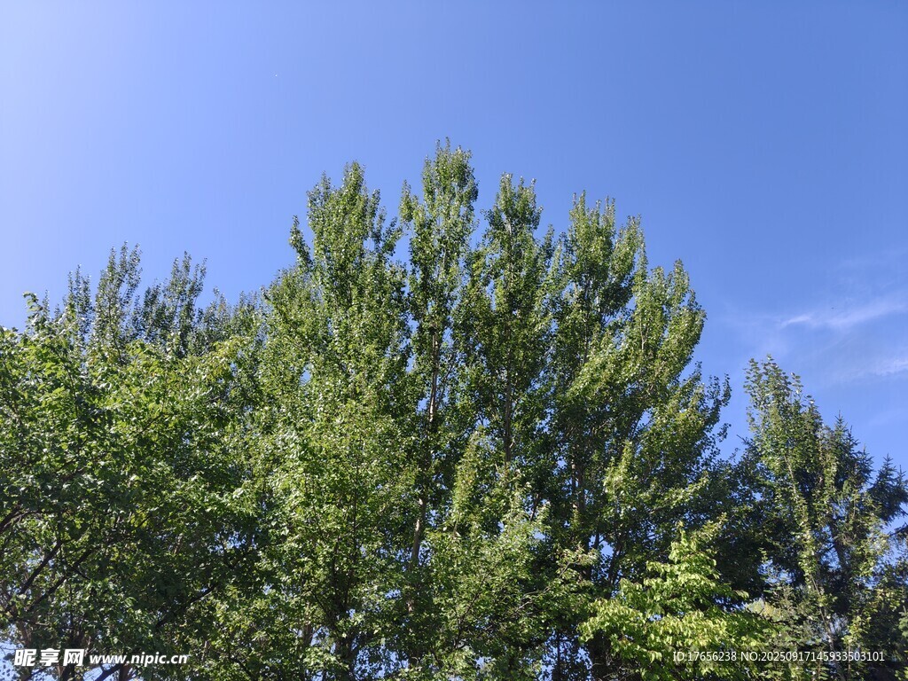 蓝天绿树风景图
