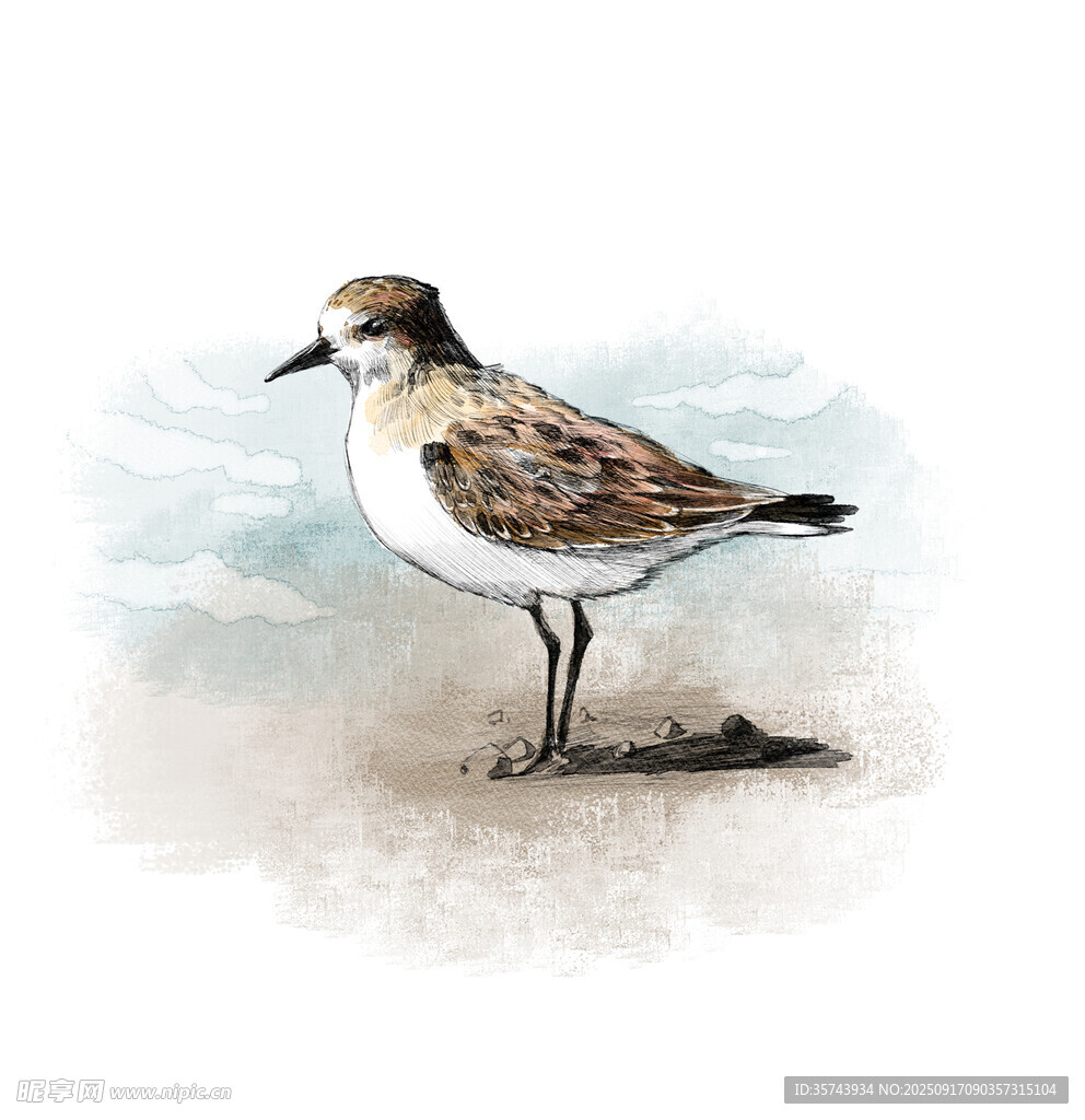 沙滩上的彩绘小鸟