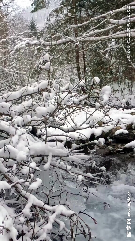 冬日雪覆树林溪流美景