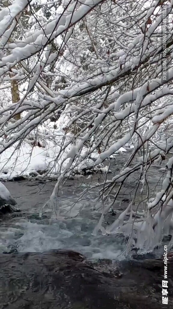 雪覆树枝下的潺潺溪流