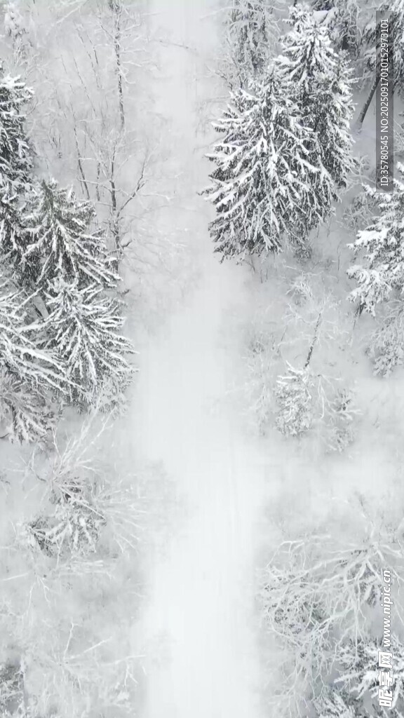 冬日雪景中的银白树林