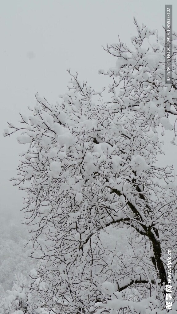 雪覆枝头景
