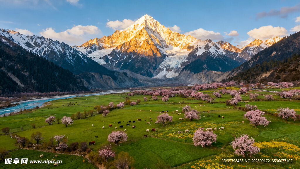 雪山下的烂漫花海奇观