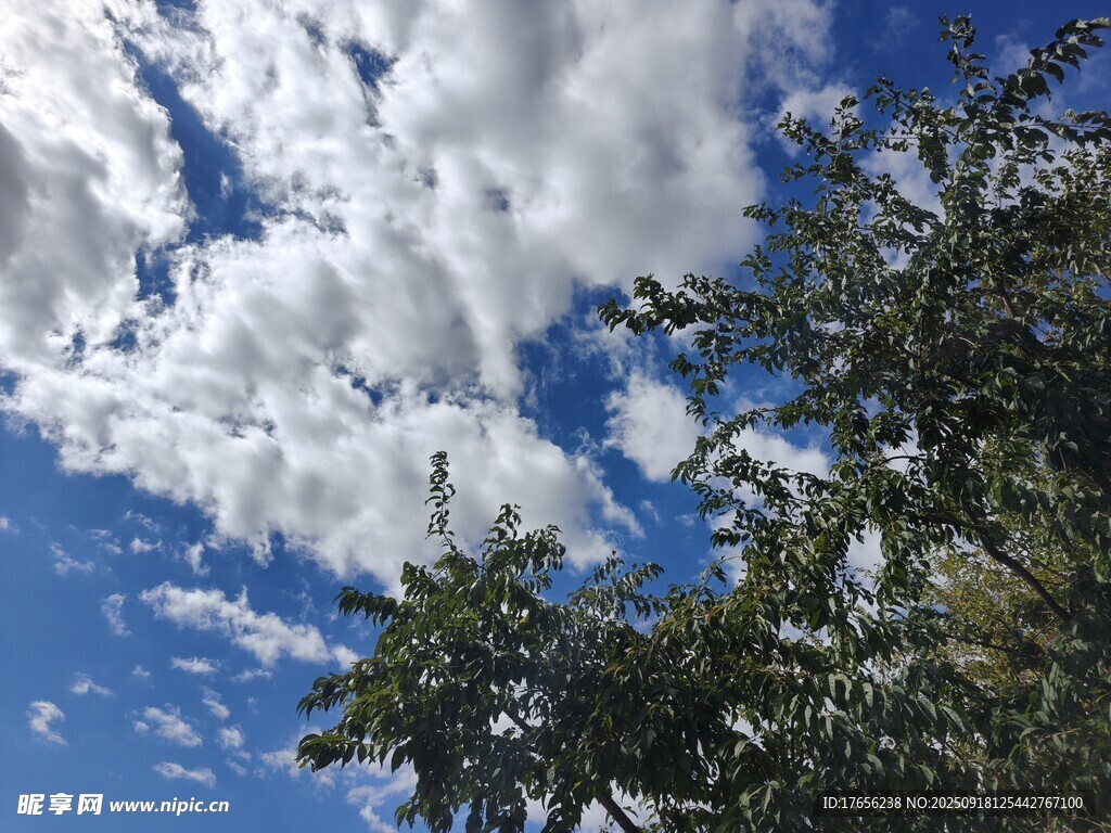 蓝天绿树间的白云美景