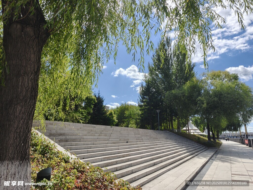户外阶梯旁的垂柳与蓝天