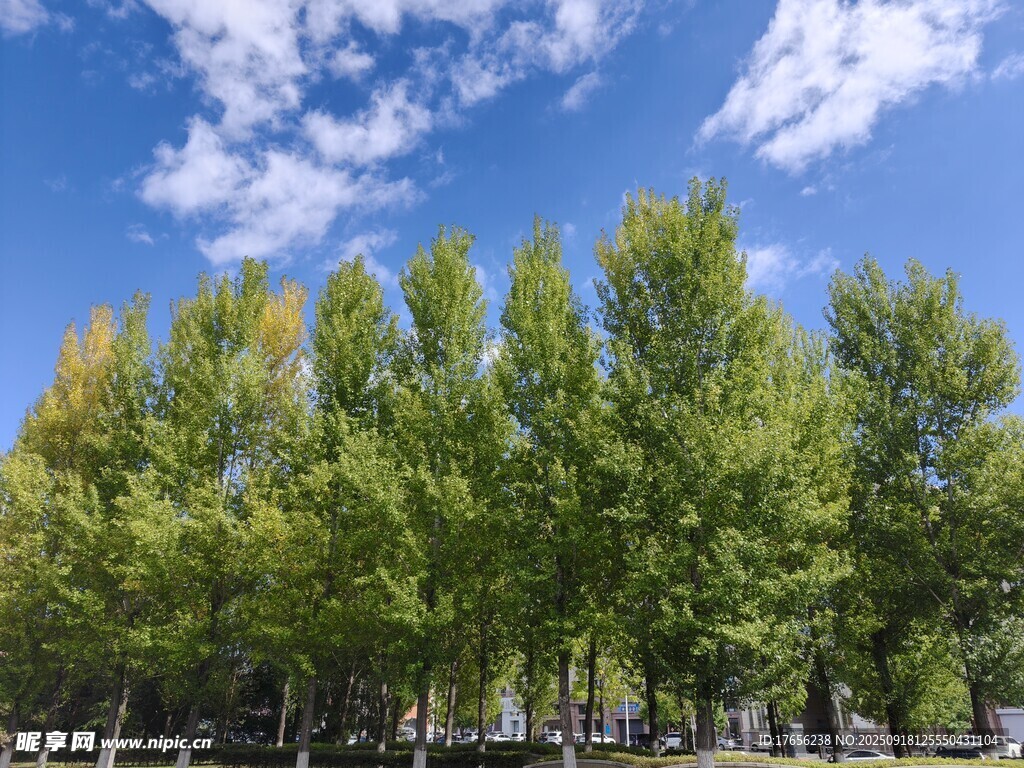 蓝天绿树风景美