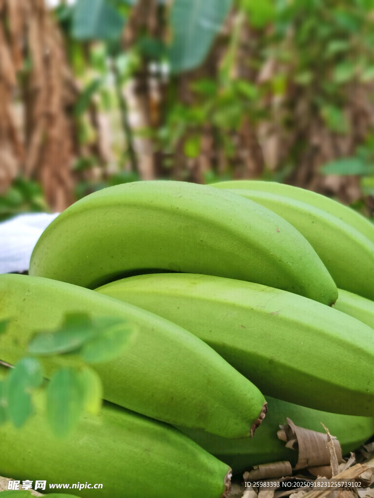 香蕉