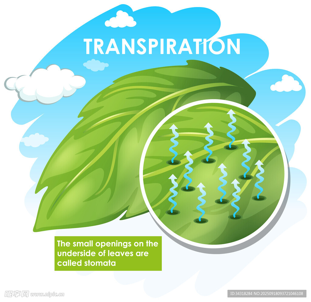 叶子蒸腾作用示意图