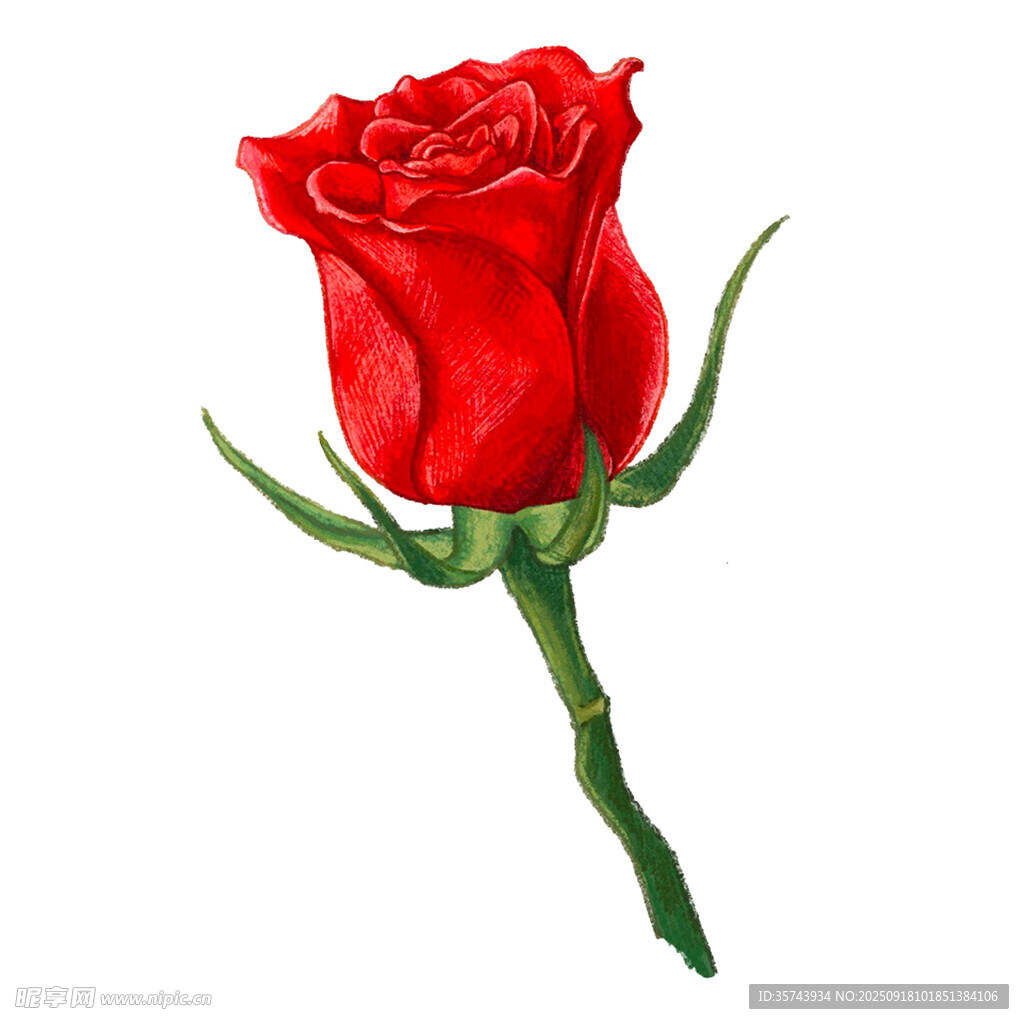 单支红玫瑰插画