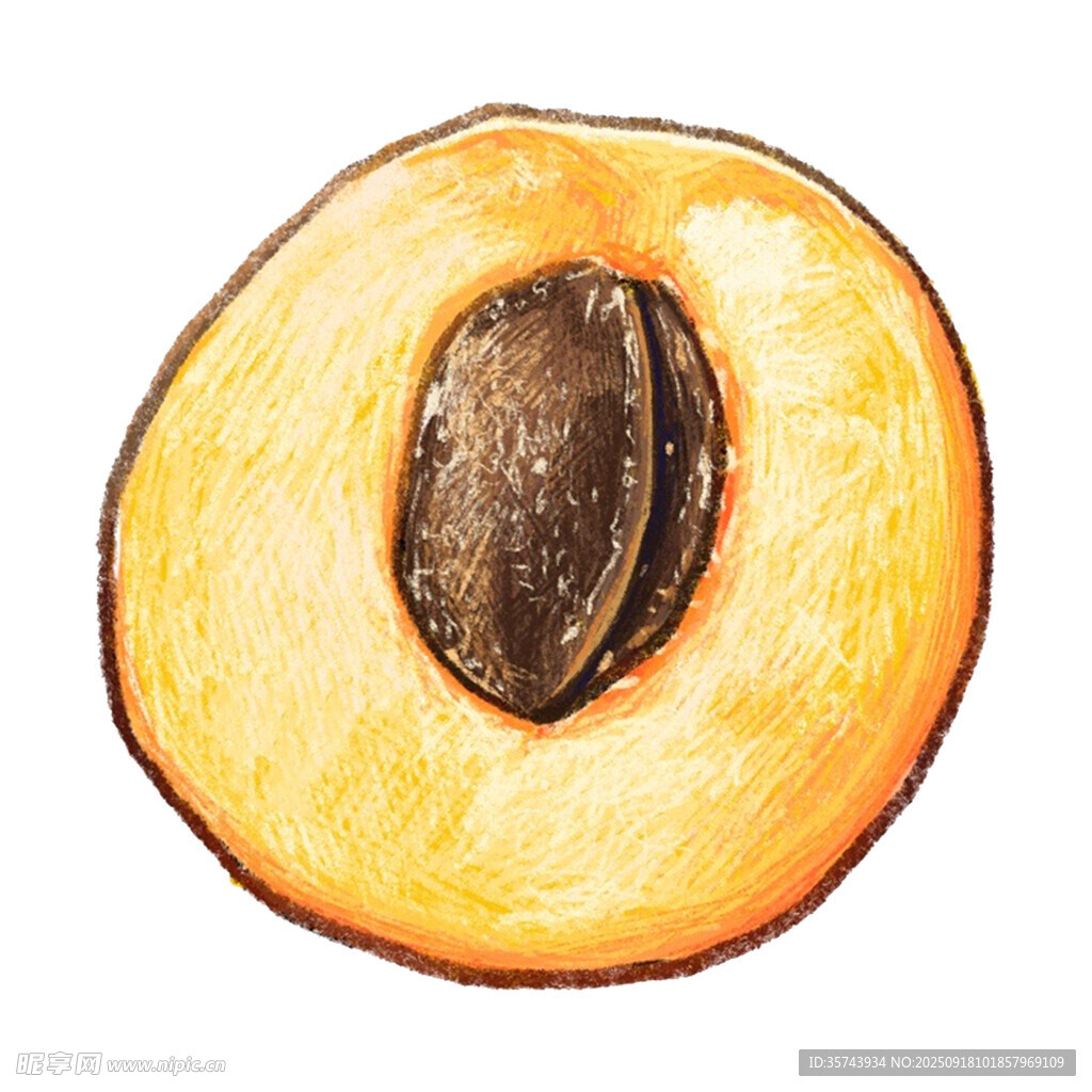 手绘半颗杏子果实