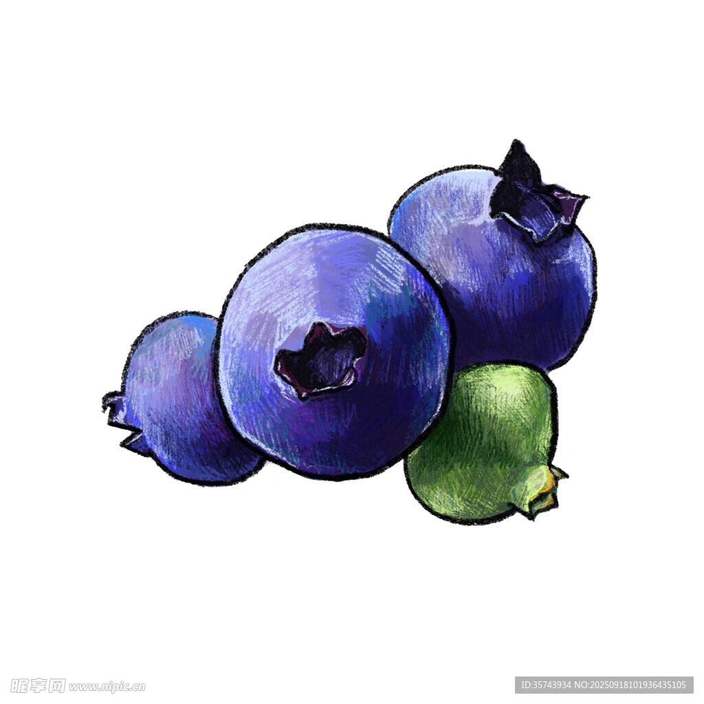 水彩画中的新鲜蓝莓