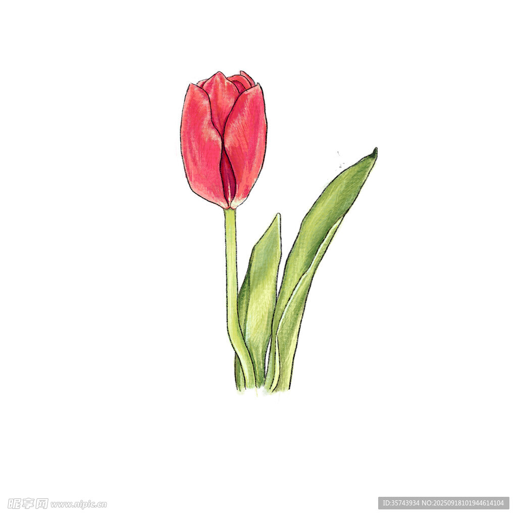 红色郁金香手绘插画