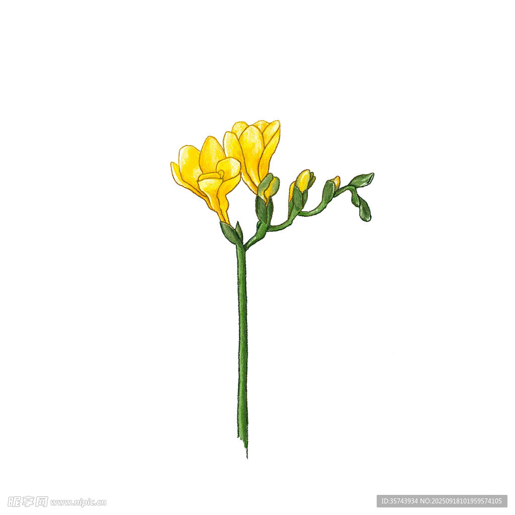 黄色香雪兰单枝花朵