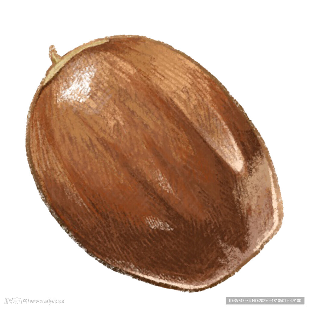 手绘棕色坚果特写