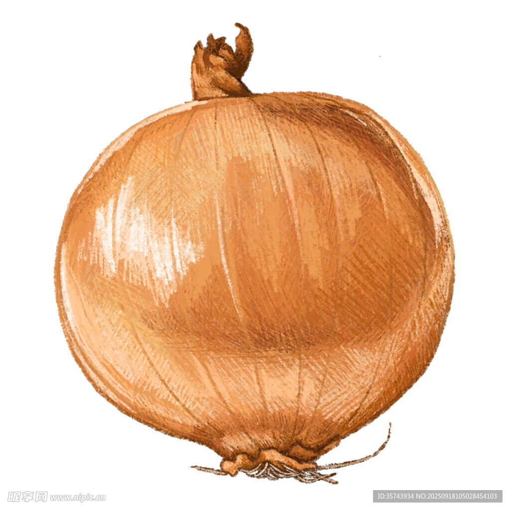 手绘棕色洋葱