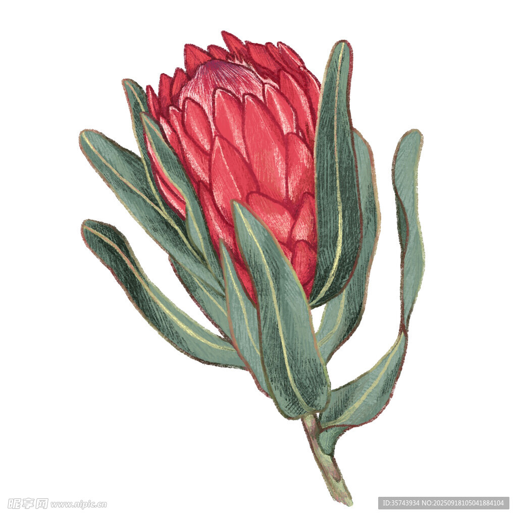 艳丽帝王花特写