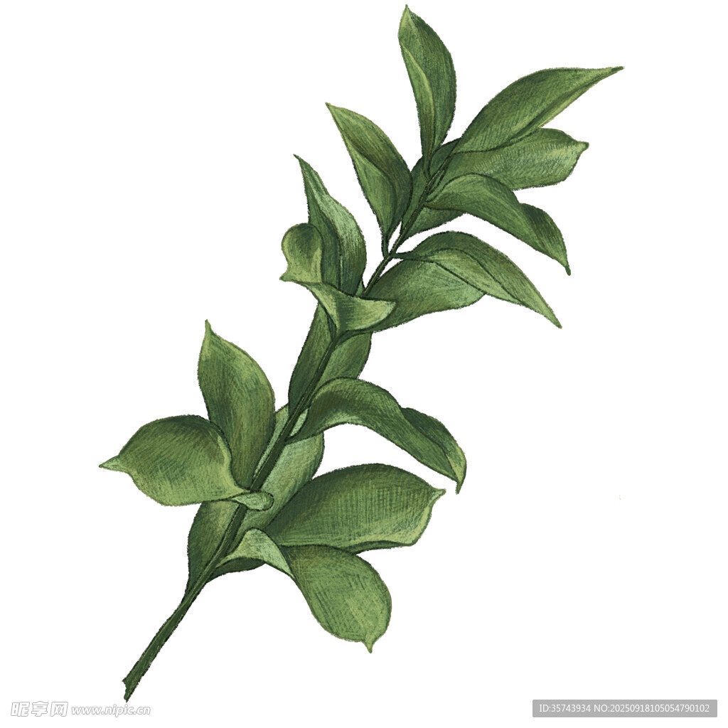 翠绿枝叶插画