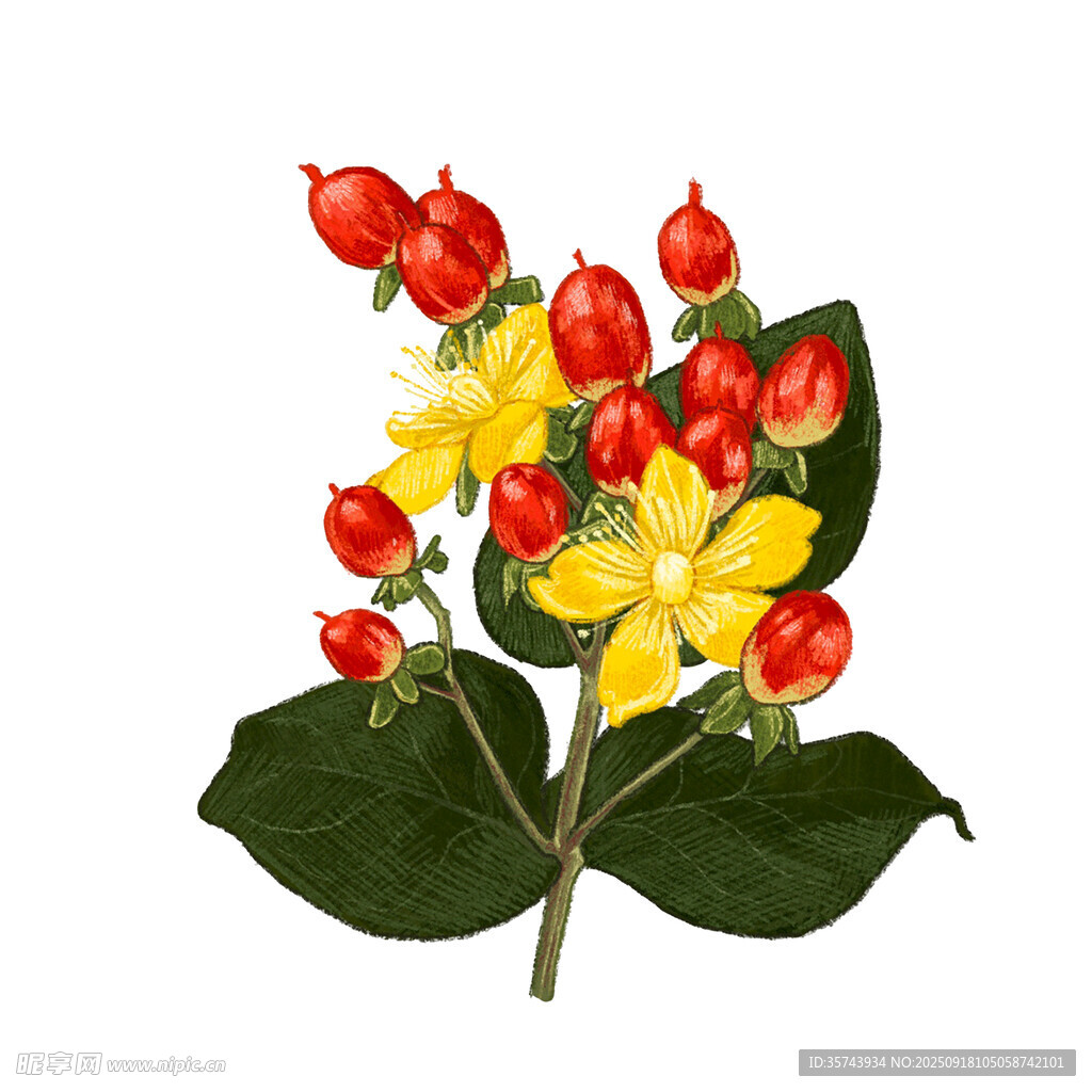 黄色花朵与红色果实植物