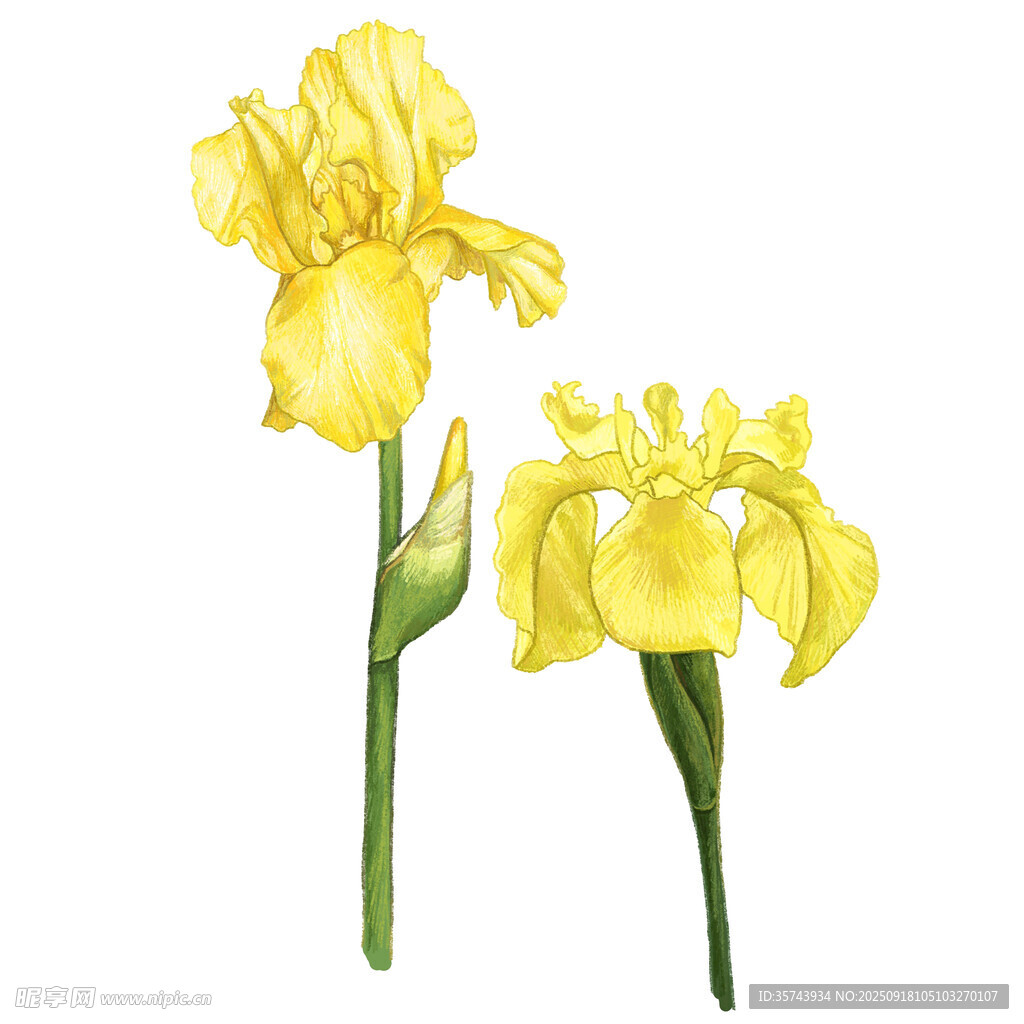 两朵明艳黄色鸢尾花