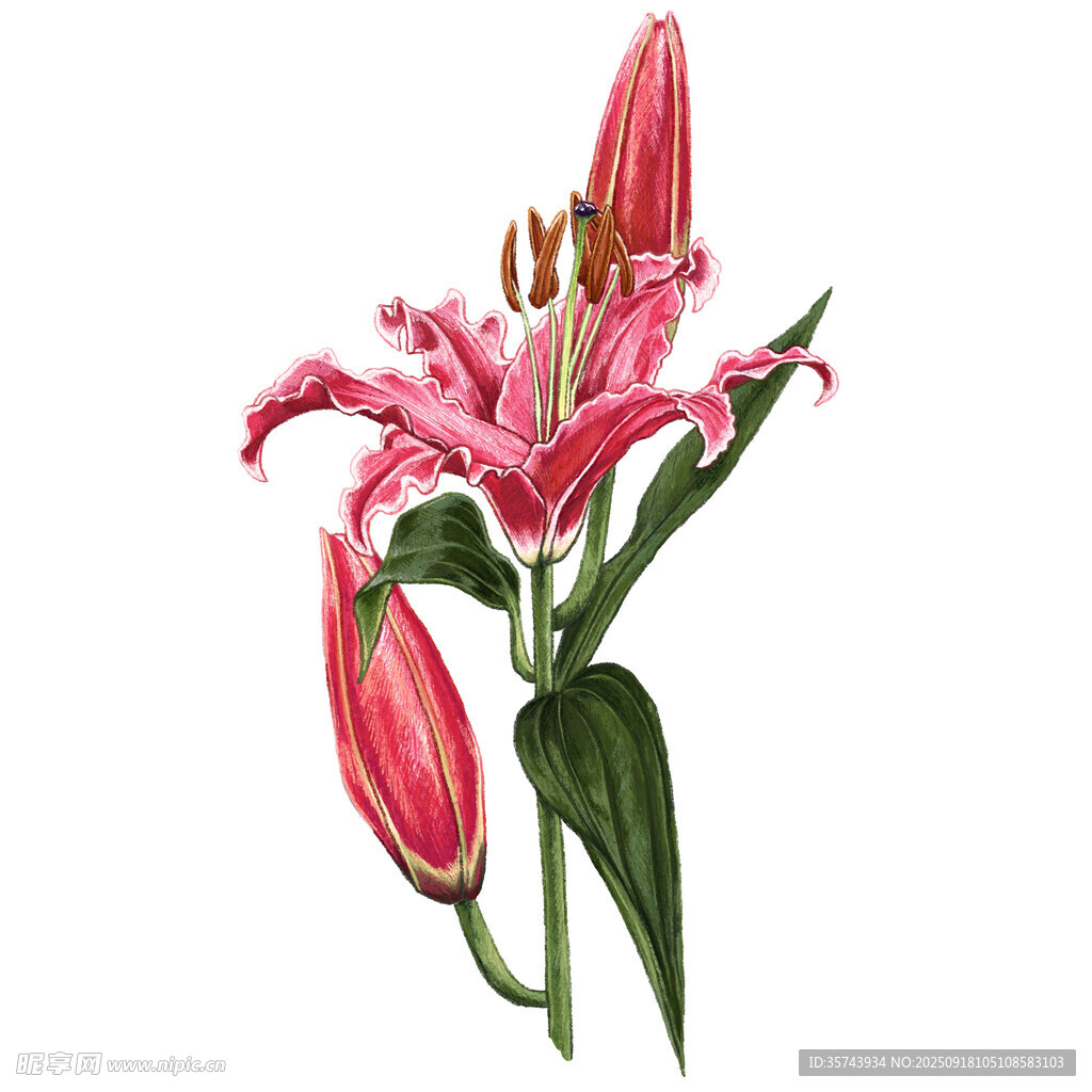 粉色百合花插画