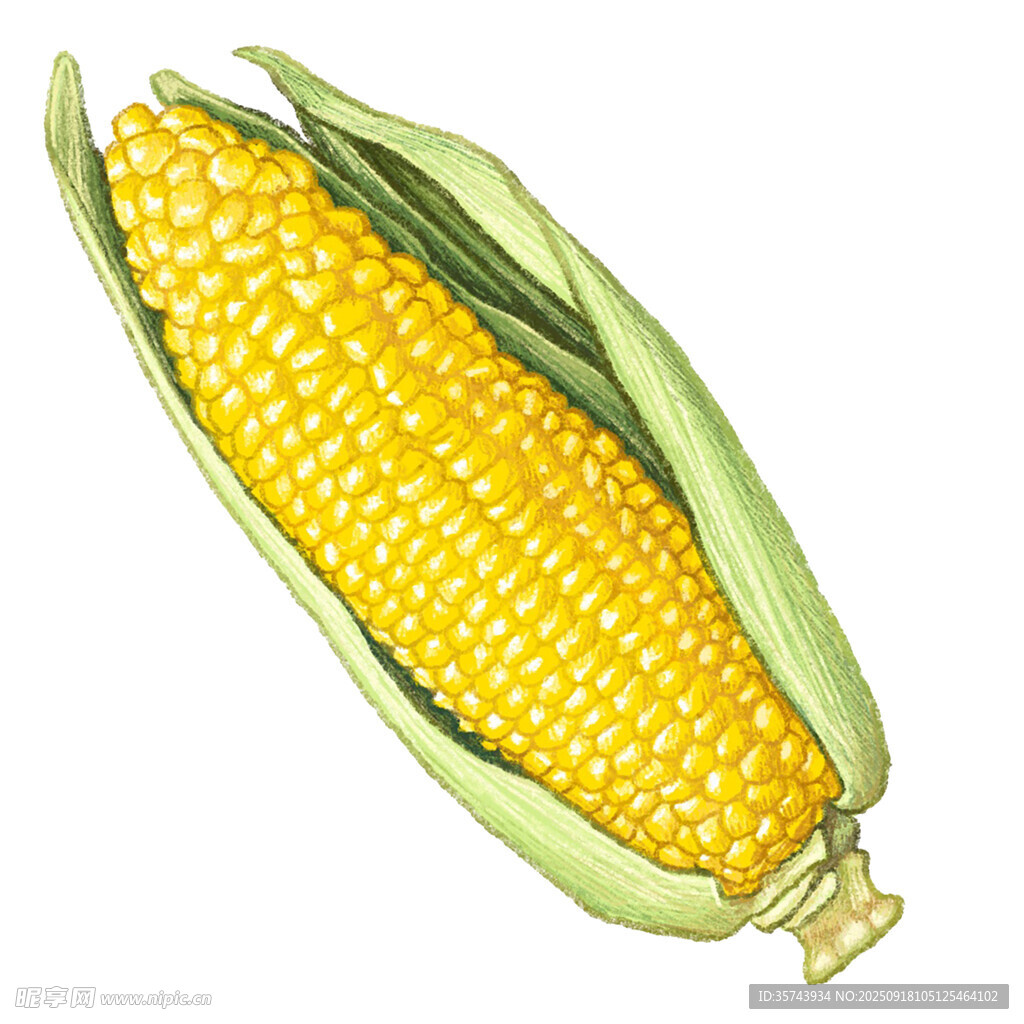 手绘鲜嫩玉米棒