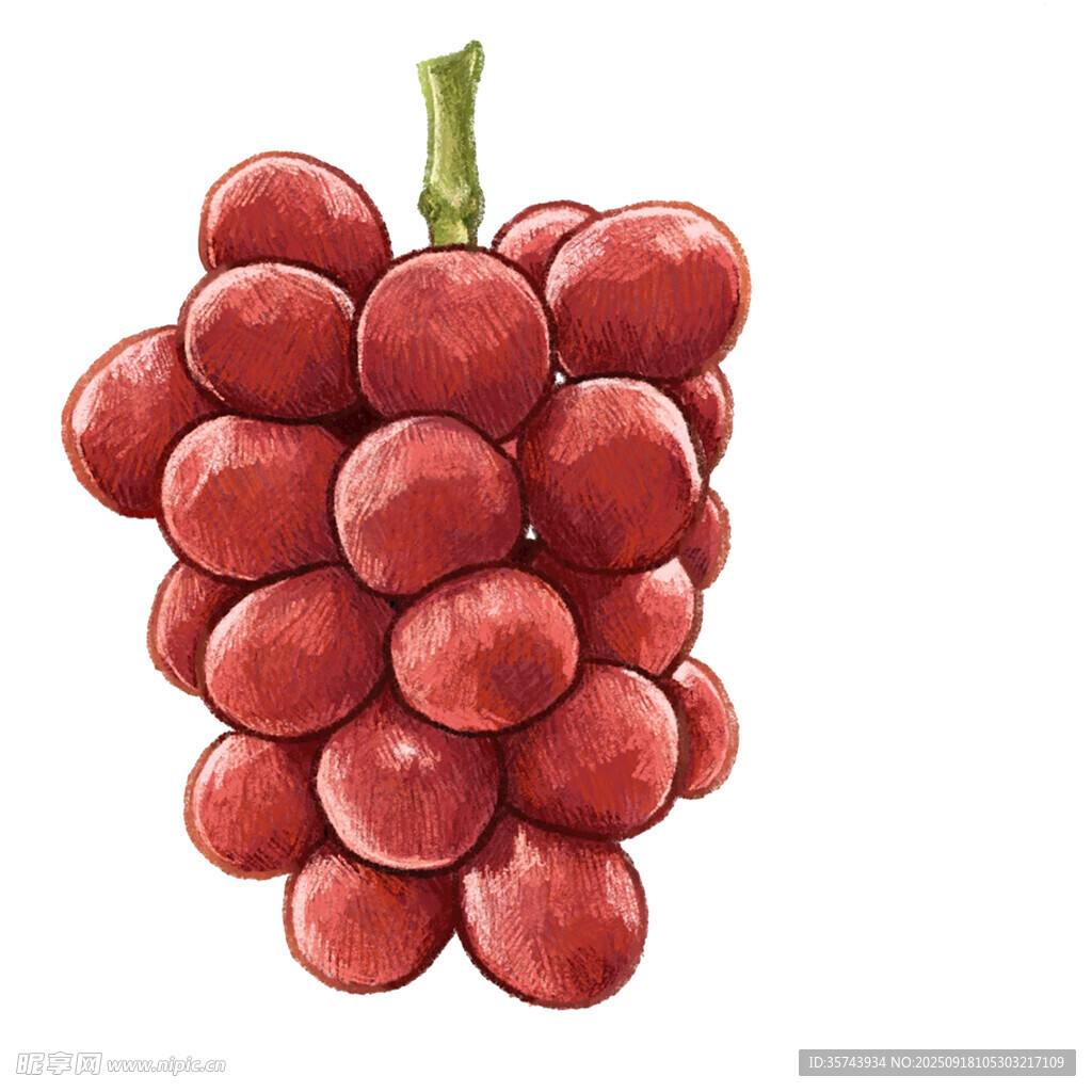 一串红葡萄插画