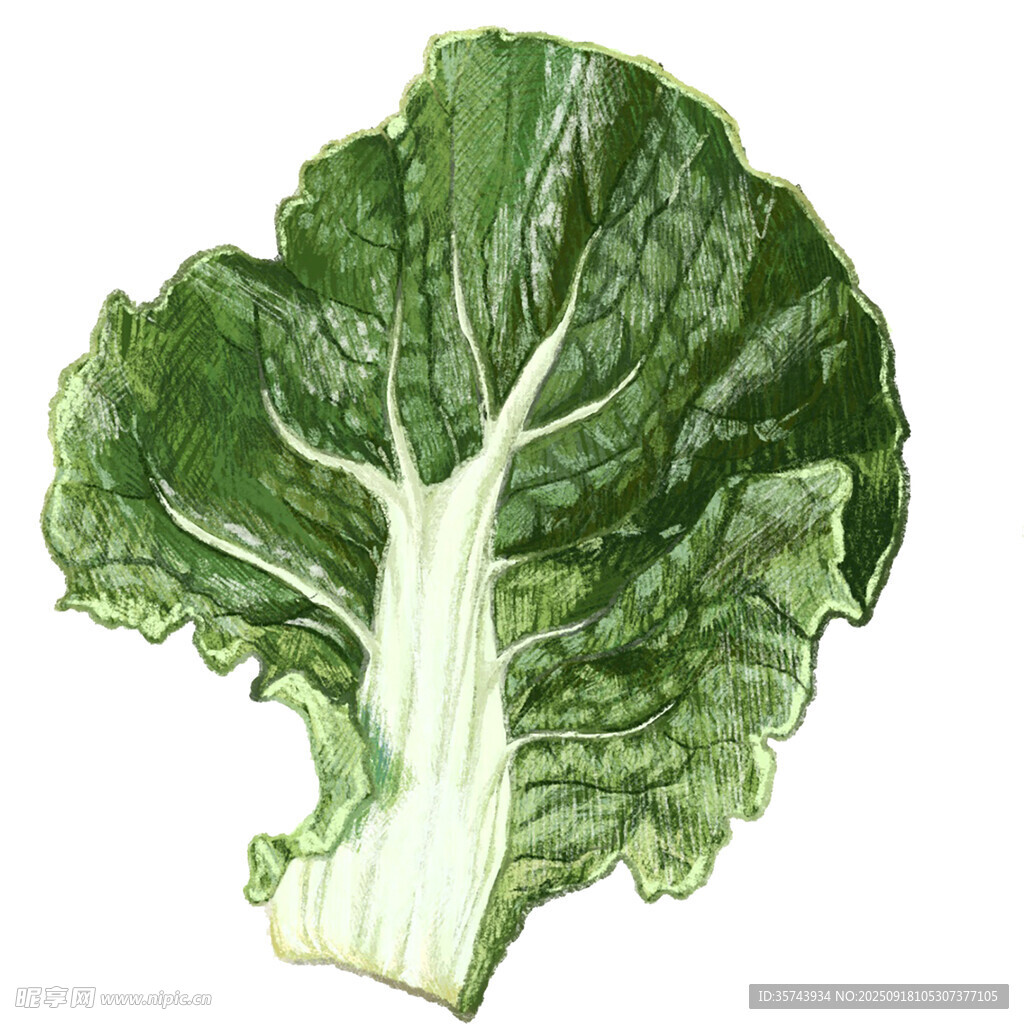 手绘鲜绿白菜叶
