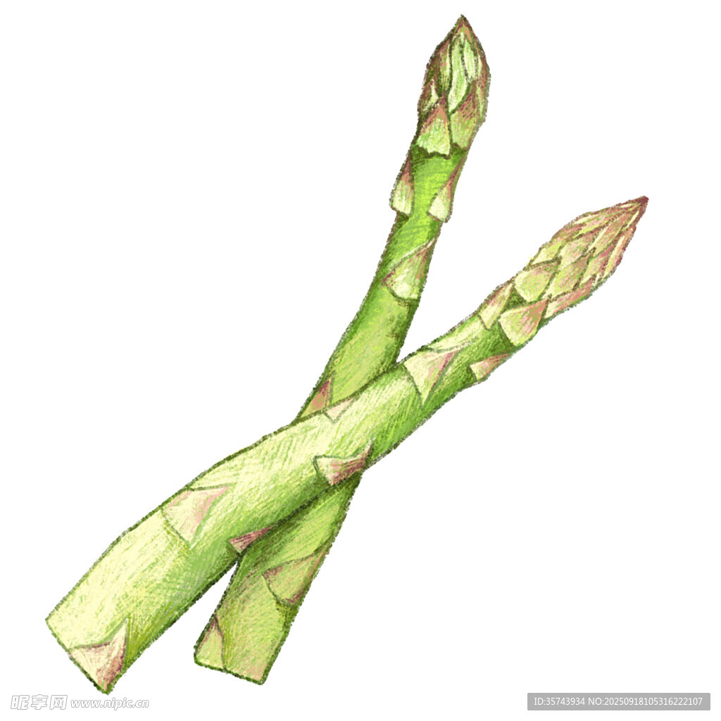 两根鲜嫩的绿色芦笋