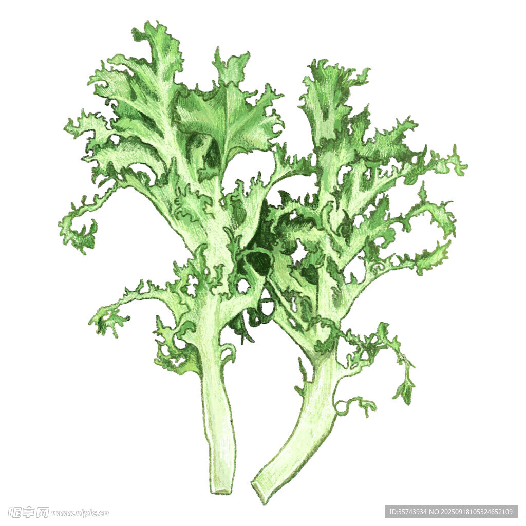 手绘卷曲绿叶蔬菜图