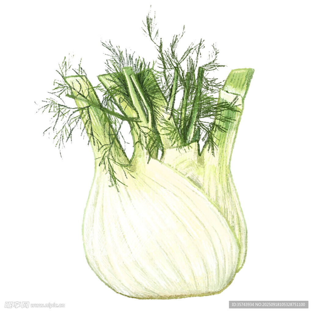 手绘茼蒿蔬菜插画