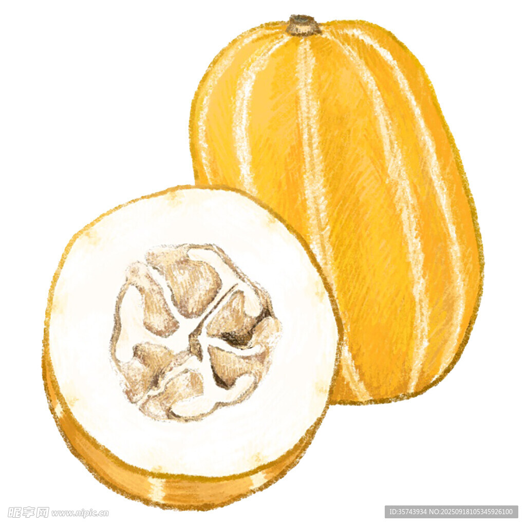 水彩绘黄色南瓜及切面