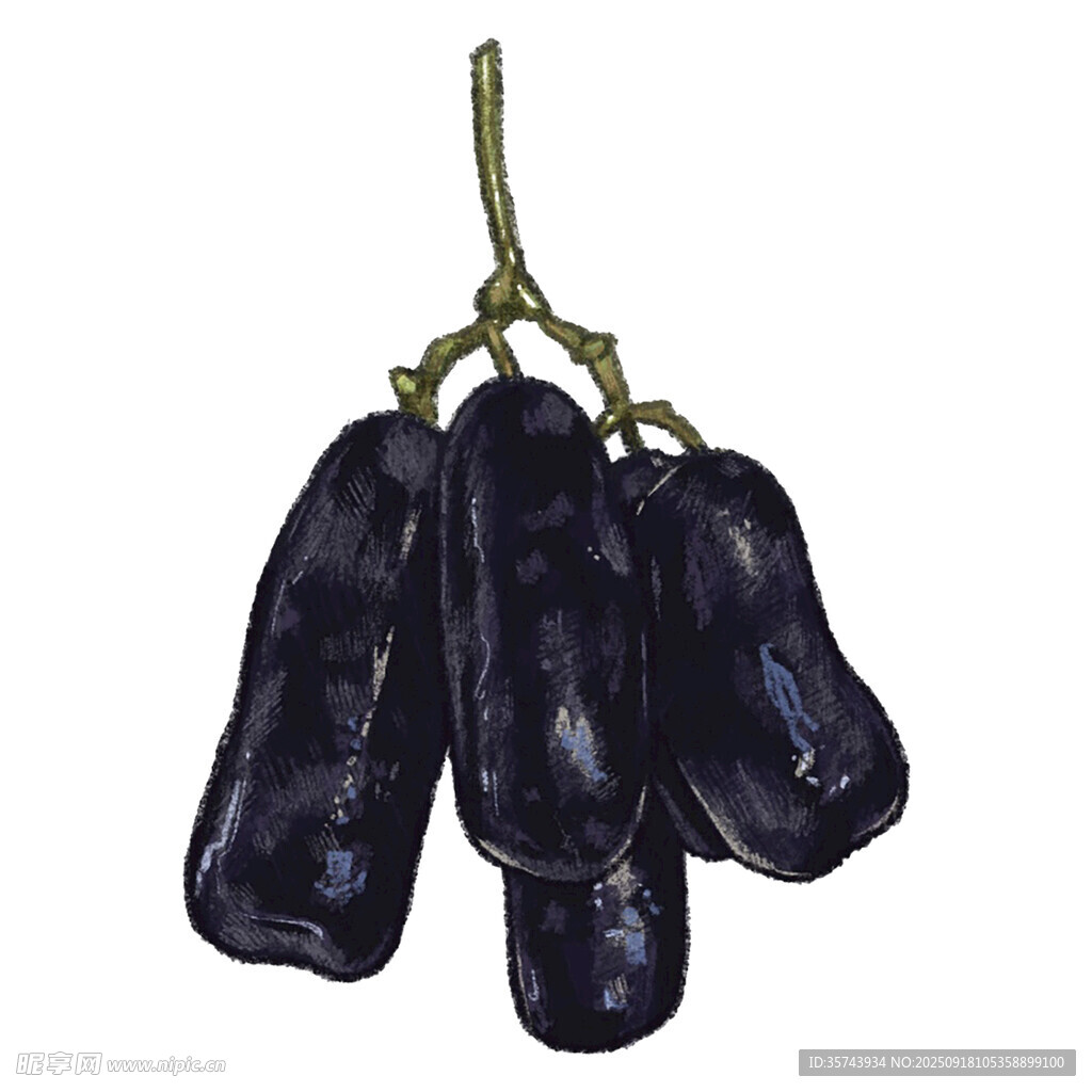 黑紫色八月瓜果实插画