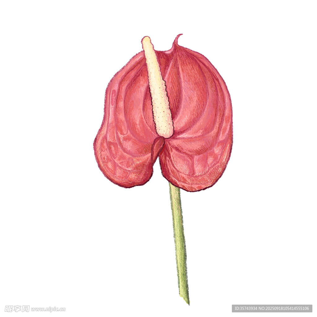 手绘粉色红掌花卉图