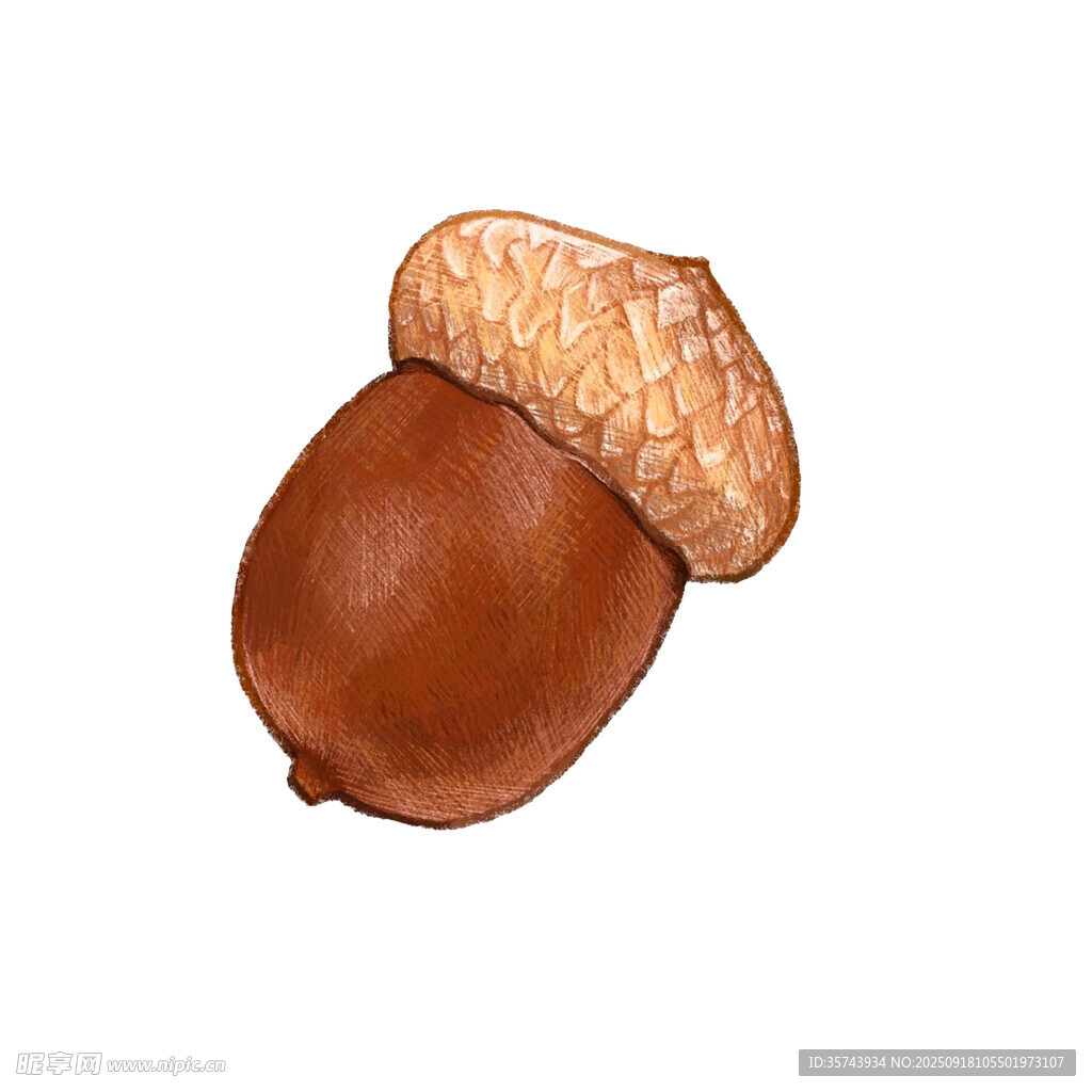 手绘棕色橡果