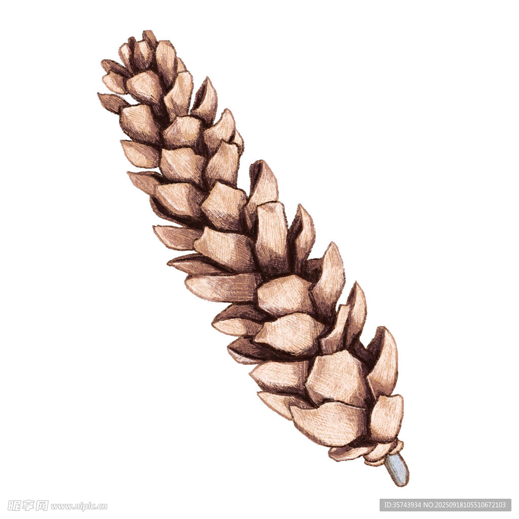 手绘松果插画