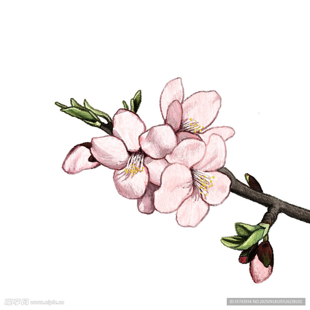 粉色杏花枝