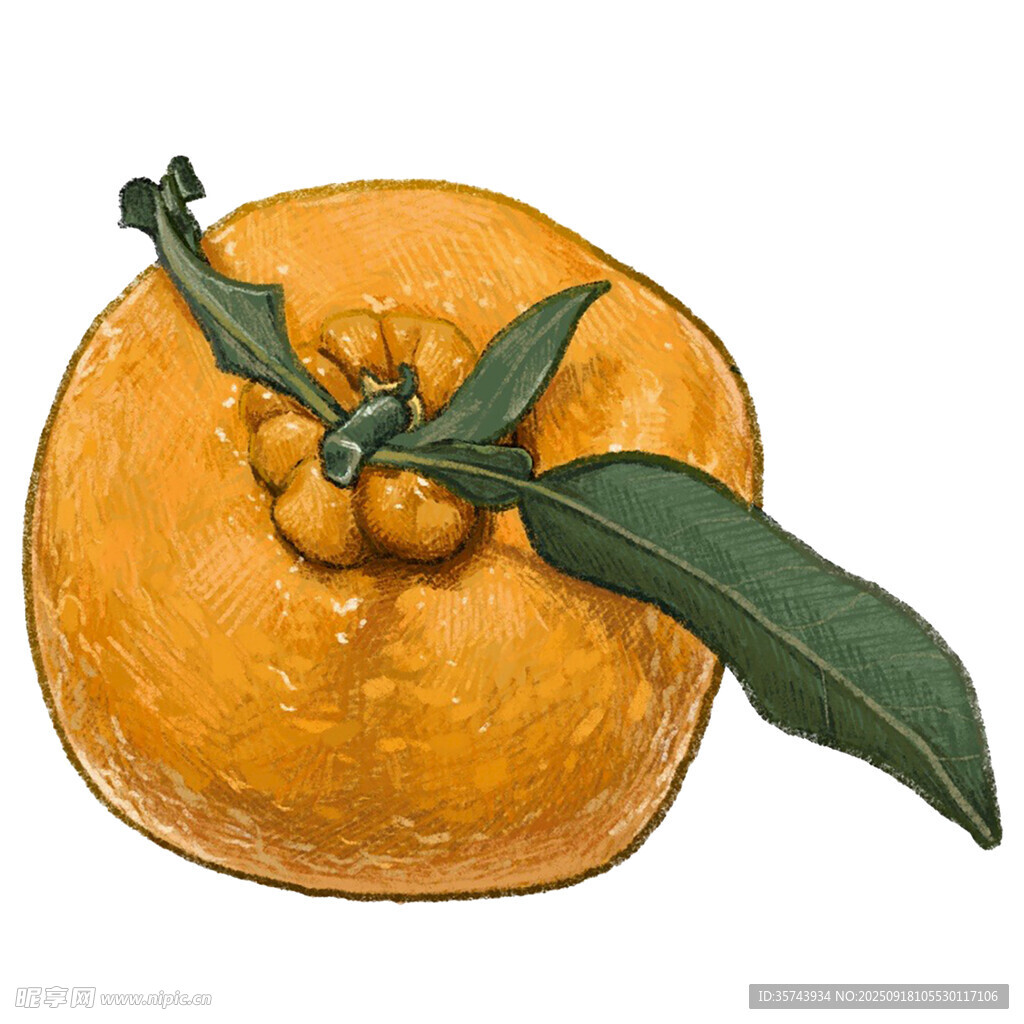 手绘带叶饱满橙子