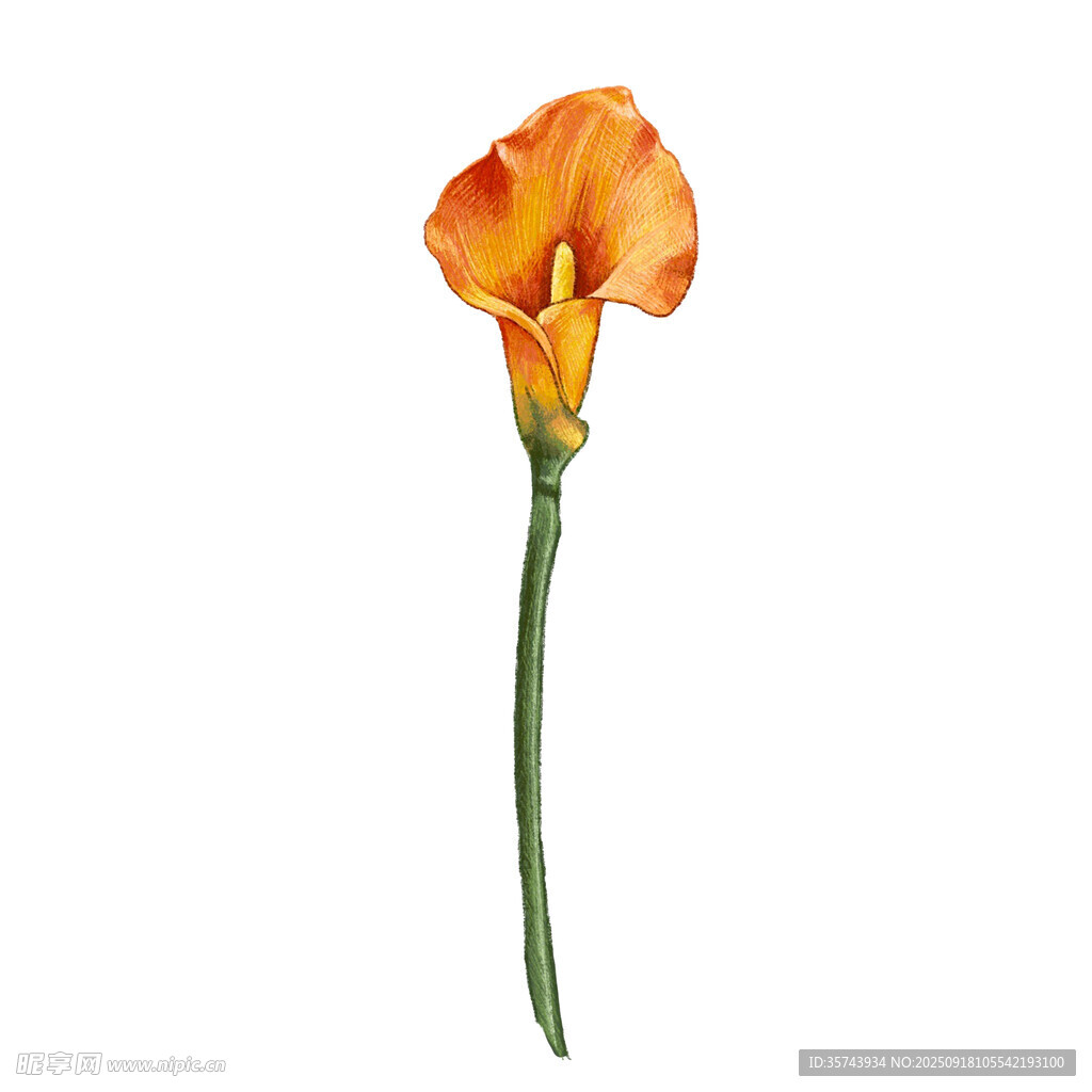 橙色美人蕉单支特写