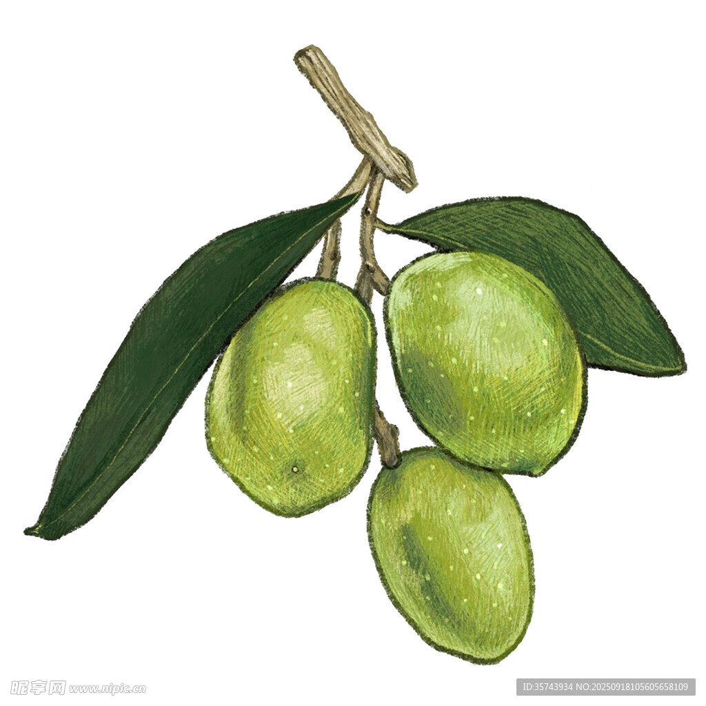 青橄榄枝上的三颗果实