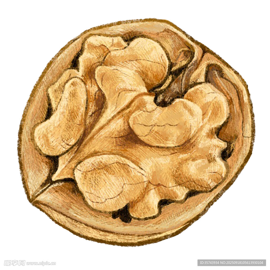 剥开的核桃仁特写