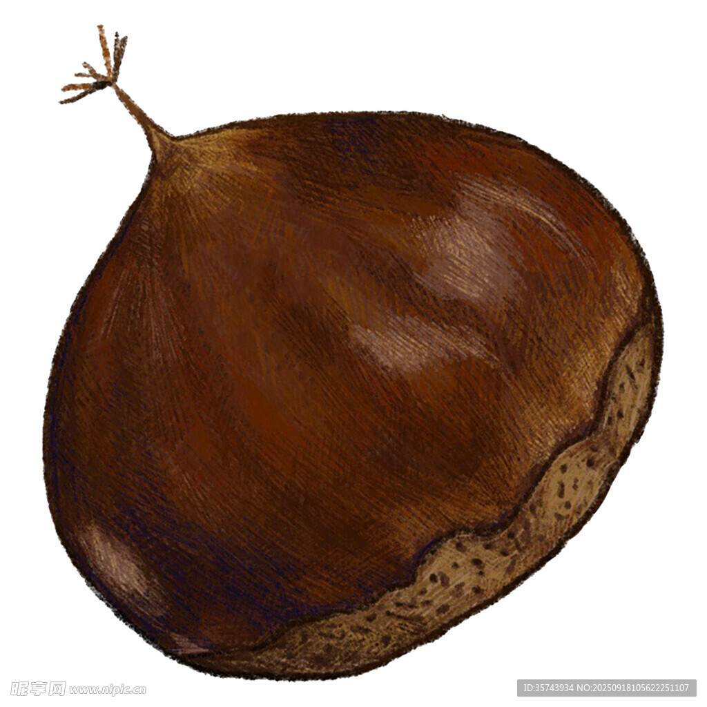 一颗饱满的棕色板栗