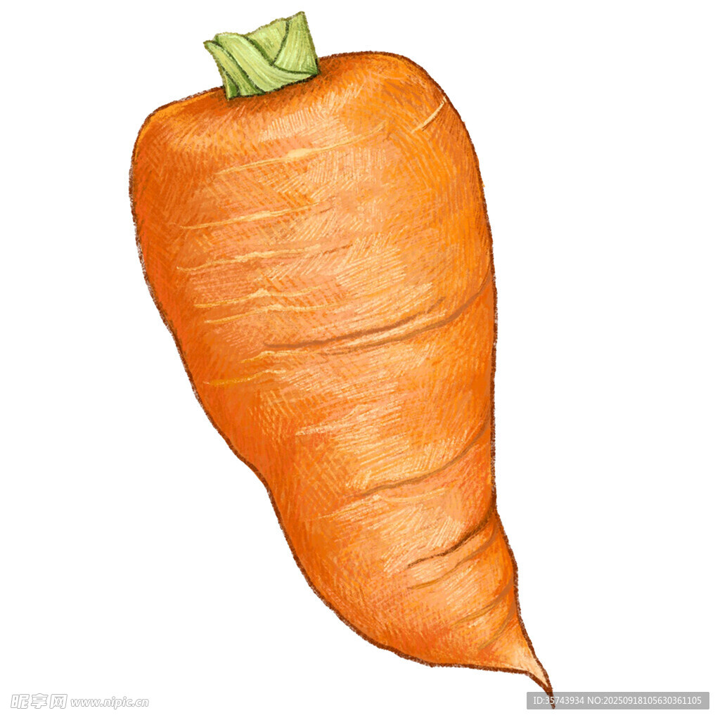 手绘橙色胡萝卜