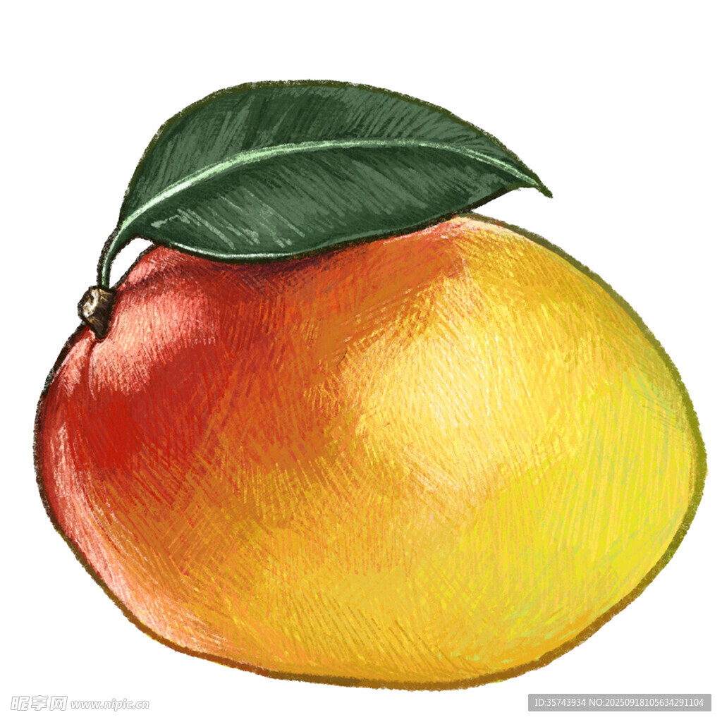 水彩绘成熟芒果带绿叶