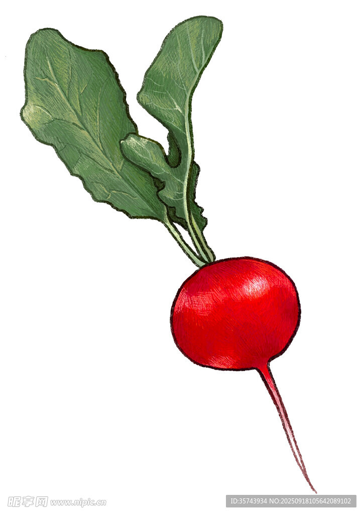 鲜红水萝卜带翠绿叶片