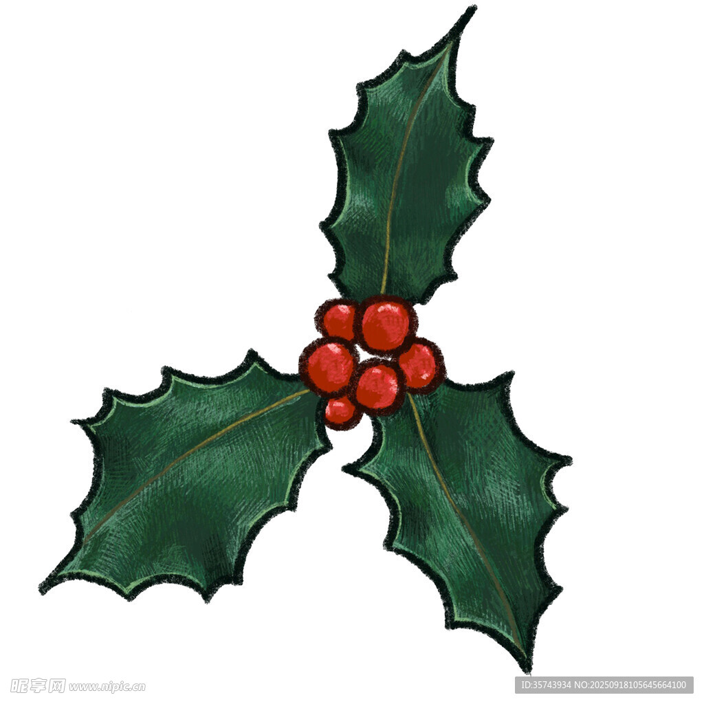 冬青浆果插画
