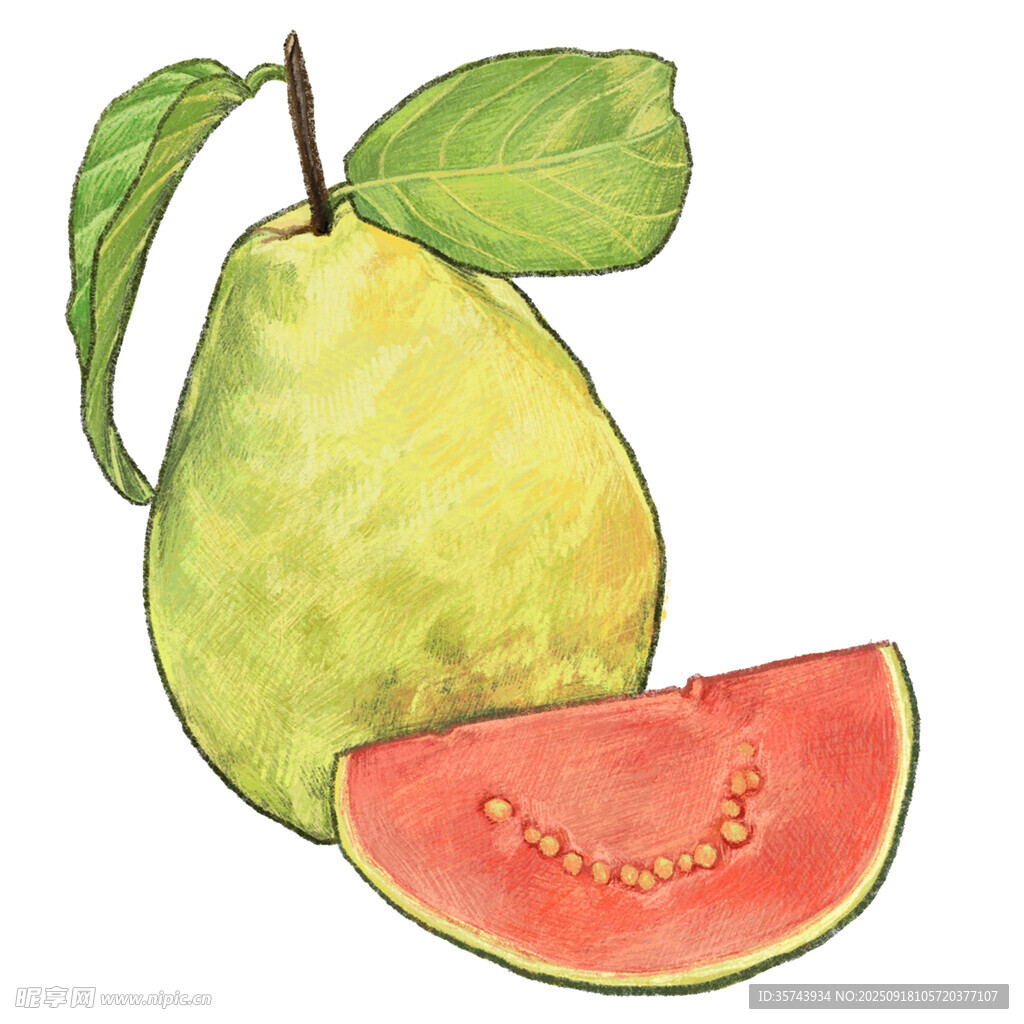 手绘番石榴与西瓜切片