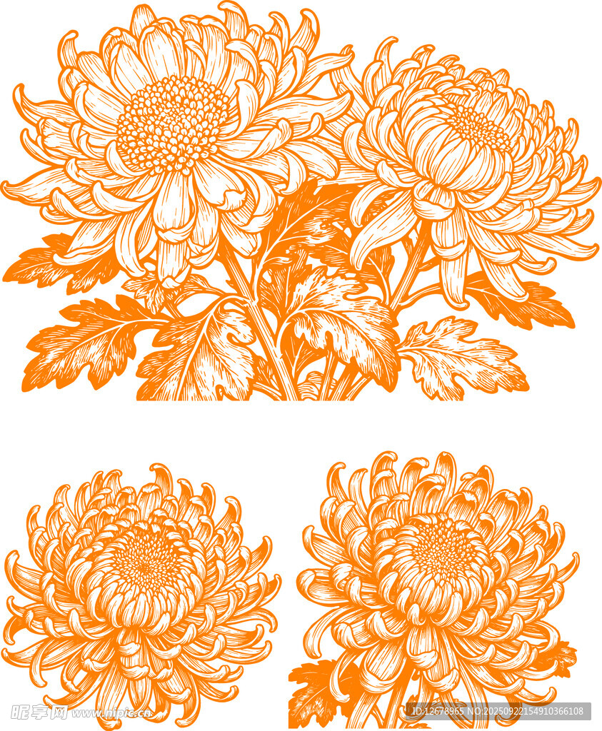 橙色菊花花卉图案设计