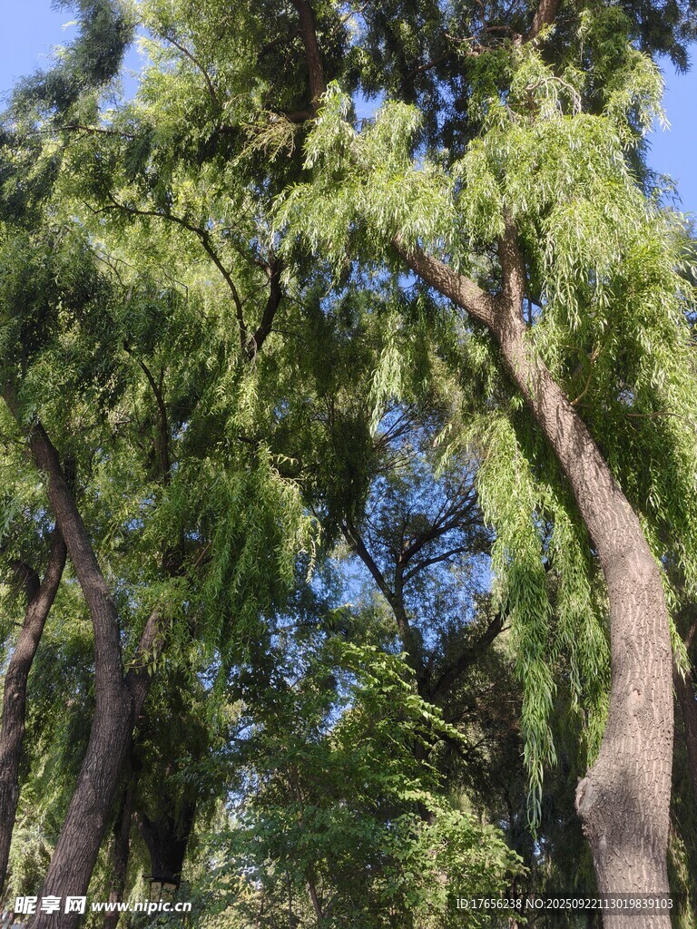茂密树林中的繁茂树木