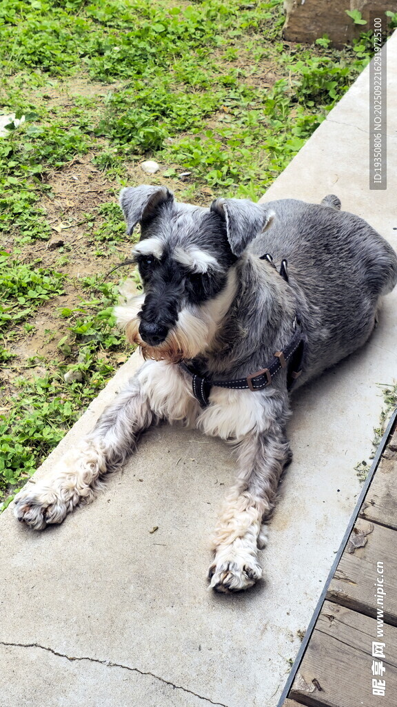 趴着休息的可爱雪纳瑞犬
