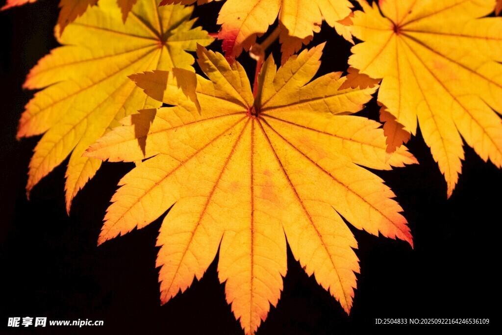 金黄枫叶特写